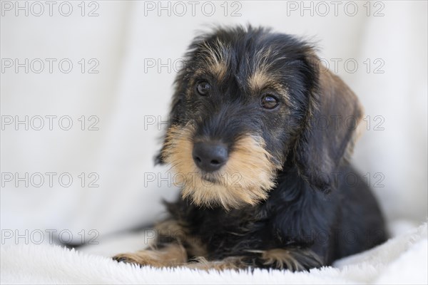 Rough-haired dachshund