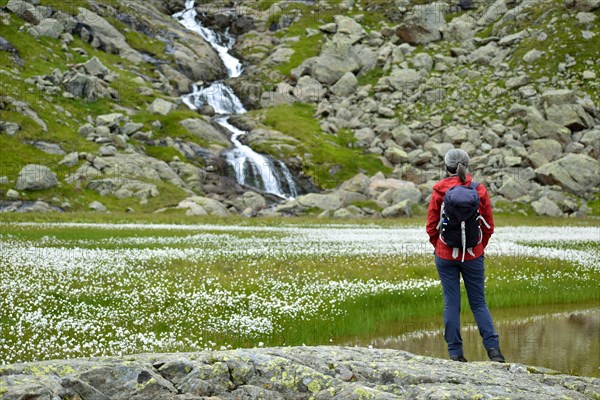 Hiker observes waterfall and lake with lots of cottongrass
