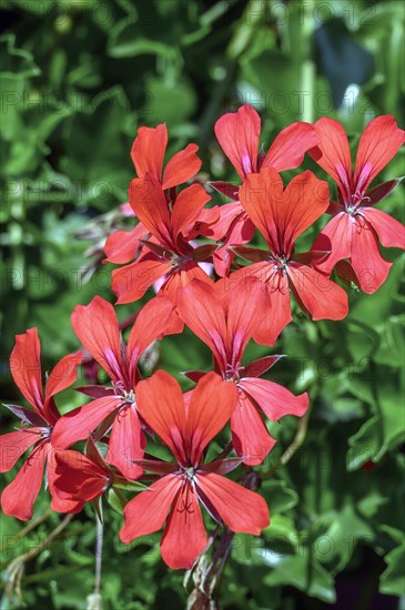 Geraniums