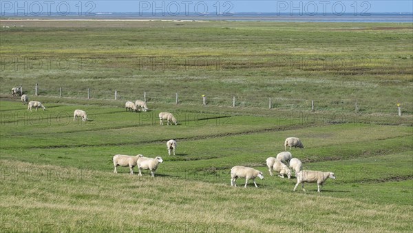 Salt marshes with sheep