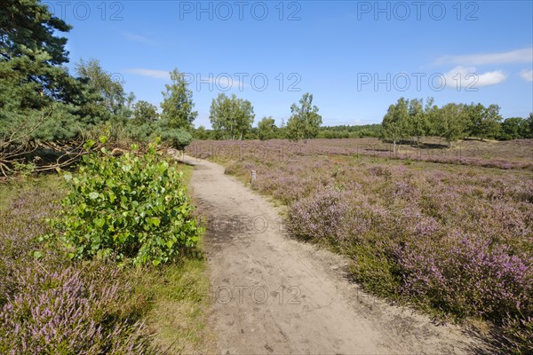 Path through the flowering heathland