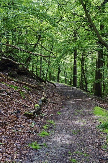 Kellerwald-Edersee National Park in late summer