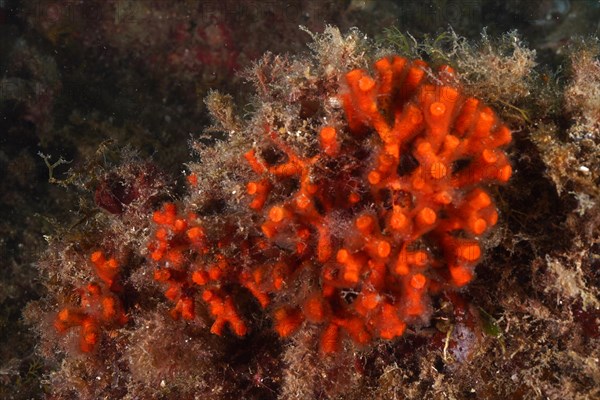 False coral