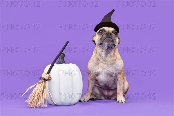 French Bulldog dog with Halloween costume witch hat next to cauldron on purple background