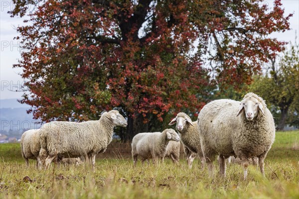 Sheep of the Merinoland sheep breed grazing under a colourful pear tree