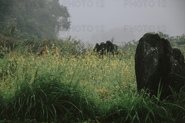 Yellow wild flowers in the foggy meadow