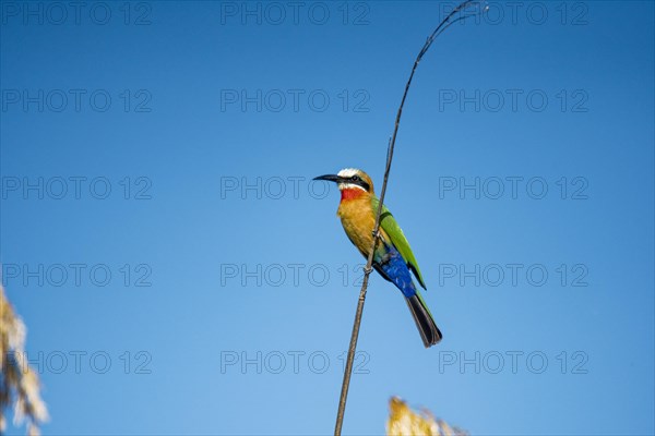 Bee-eater