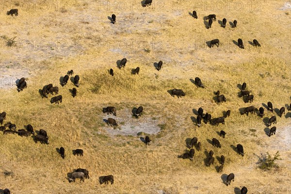 African buffalo