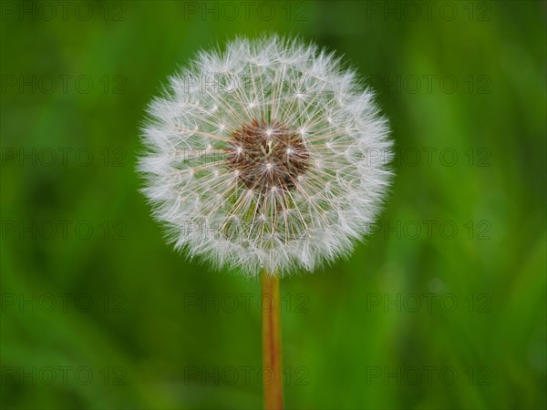 Common dandelion