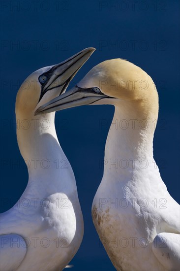 Northern gannet