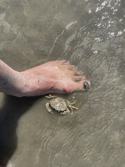 Common shore crab