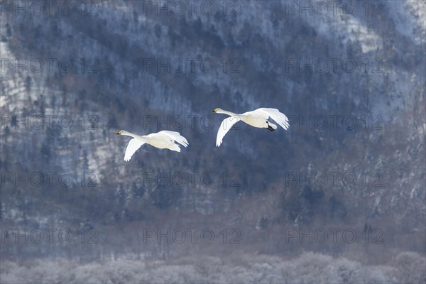 Whooper Swans