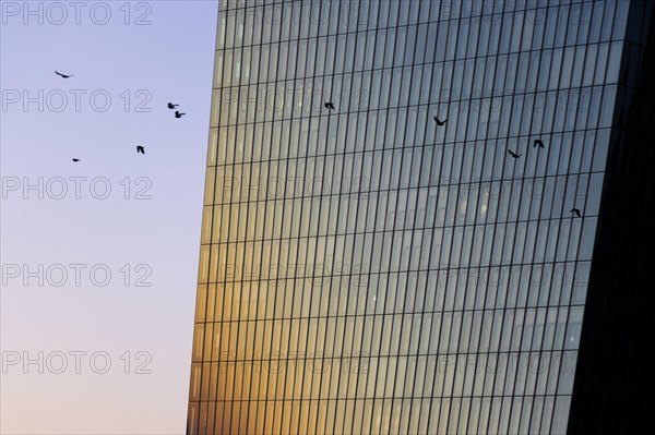 A flock of birds flies past the glass facade of the European Central Bank