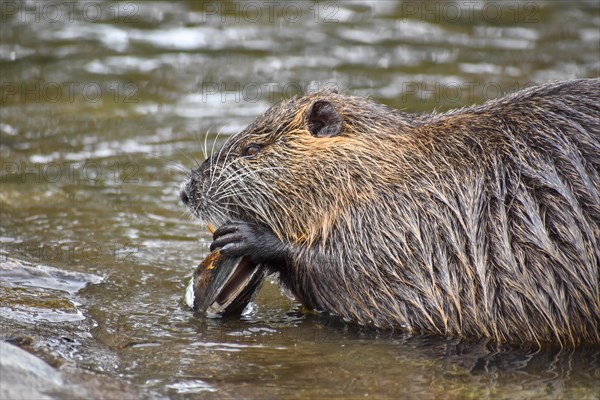 A nutria