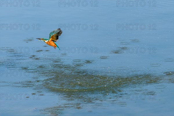 European Kingfisher