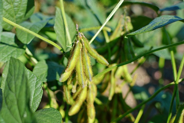 Close up of soy beans in agricultural field in Europe