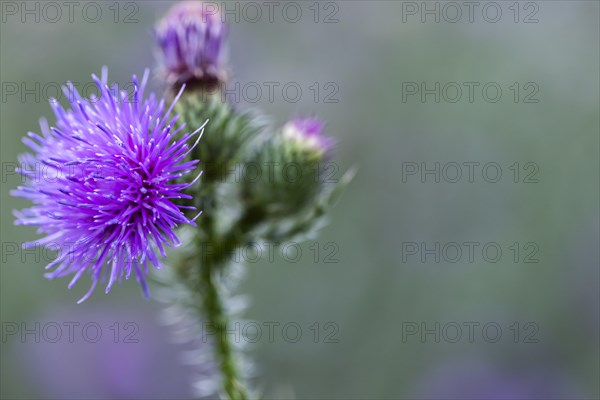 Flowering thistle