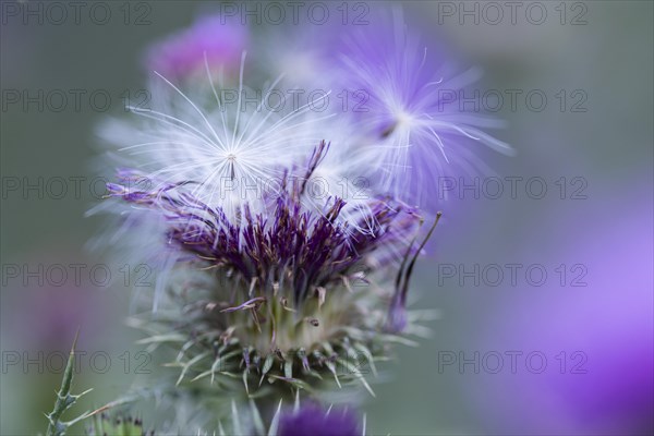 Flowers and seeds of a thistle
