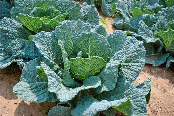 Savoy cabbage with crinkled leaves growing in field