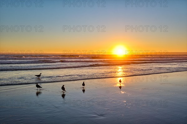 Seagulls on beach sund at atlantic ocean sunset with surging waves at Fonte da Telha beach