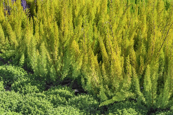 Shrub veronica and tree heath in a garden centre