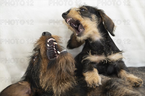 Rough-haired dachshund