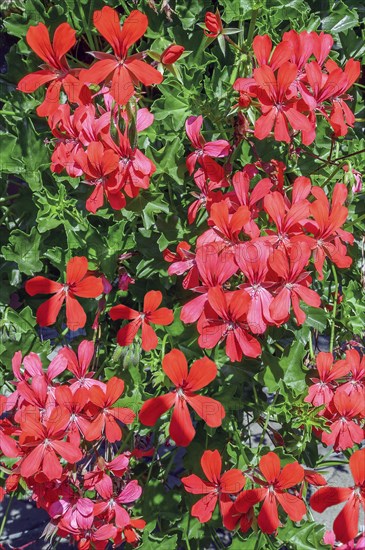 Geraniums