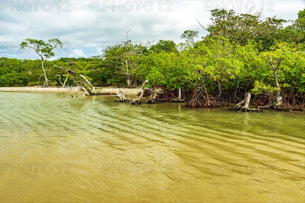 Beach surrounded by maggroves in Serra Grande on the south coast of Bahia