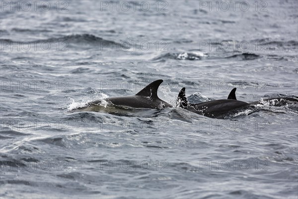 Short-beaked common dolphins