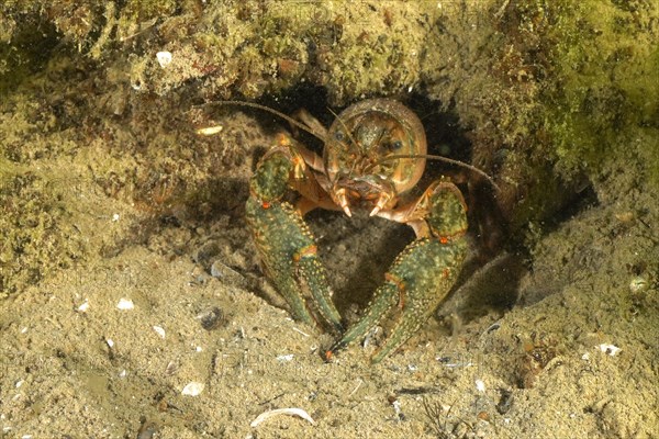 Noble crayfish