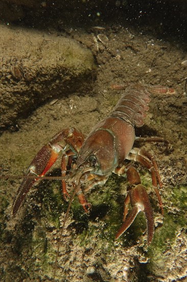 Signal crayfish