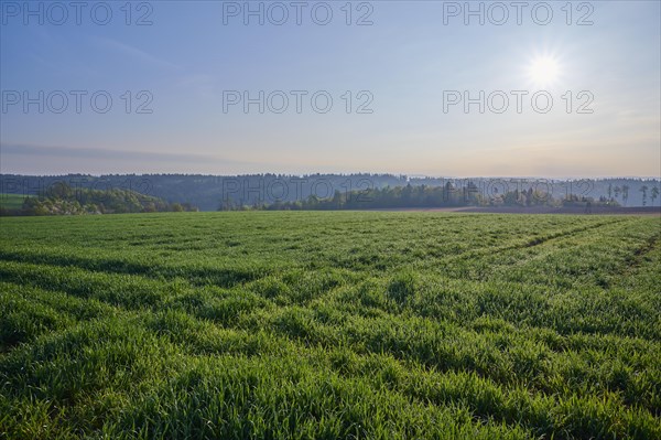 Grain field