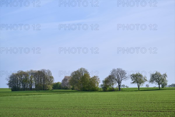 Field landscape