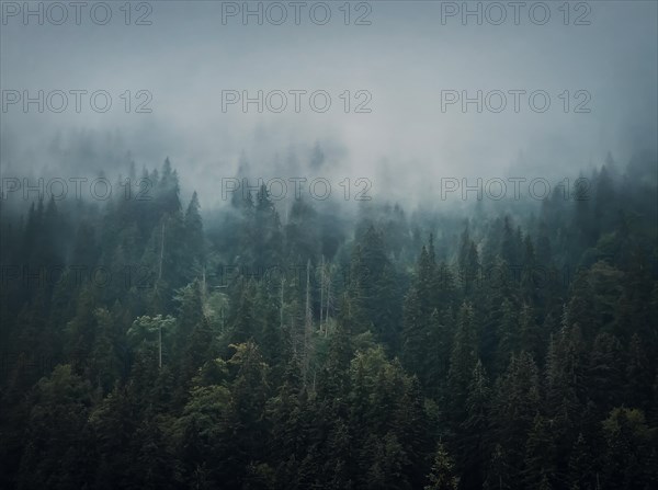 Misty fir forest background. Idyllic and moody scene with clouds moving above the pine trees. Natural landscape with coniferous woods on the mountain hills covered with fog