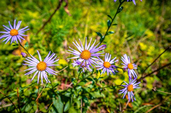 Flowers of a european michaelmas daisy