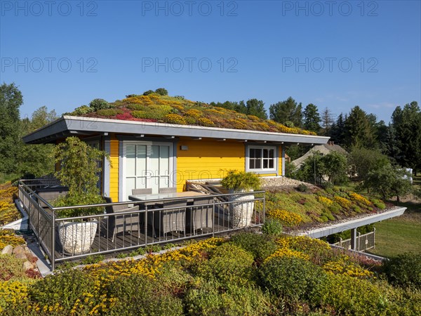 Wooden house with colourful flowering green roof