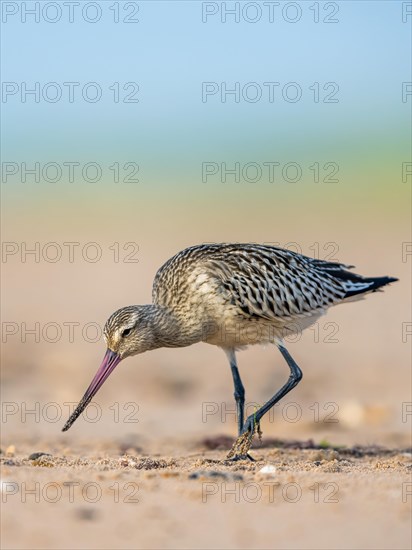 Bar-tailed Godwit