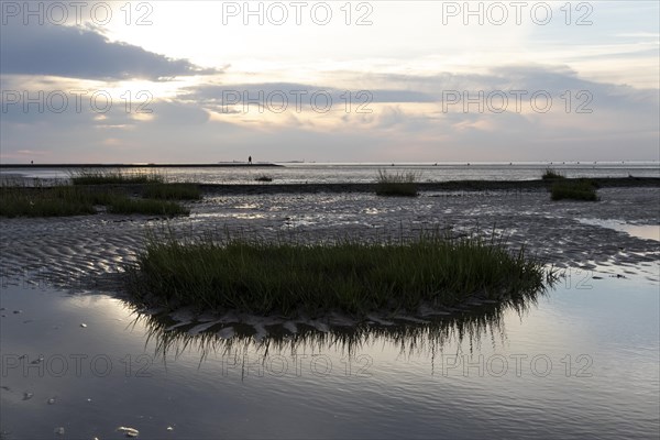 Seagrass