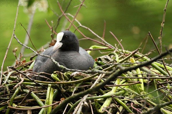 Common coot