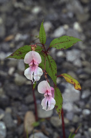 Himalayan balsam