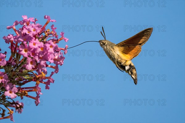 Hummingbird hawk-moth