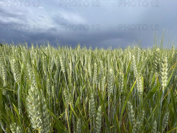 Durum wheat