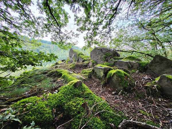 Moss-covered rock formation in the forest consists of large