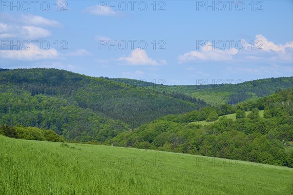 Forest landscape