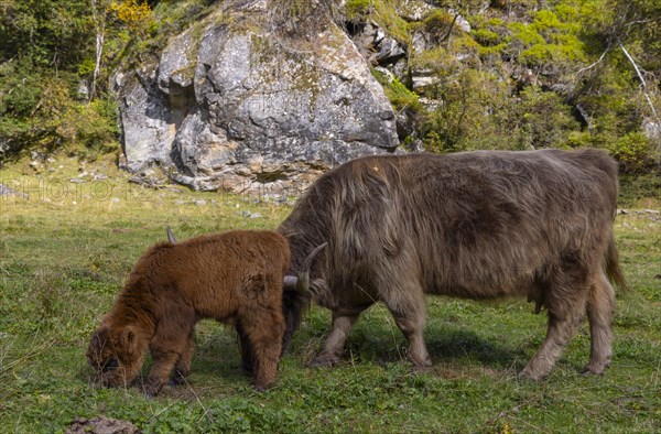 Scottish Highland Cattle