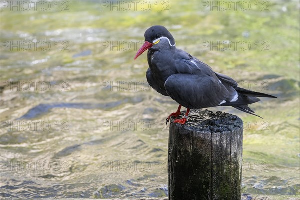 Inca tern