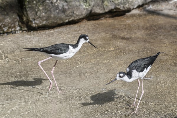 Black-winged Black-winged Stilt