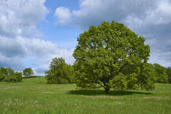 Oak tree