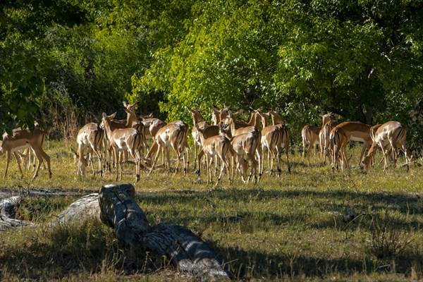 Impalas