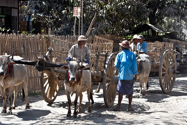 Ox cart in village